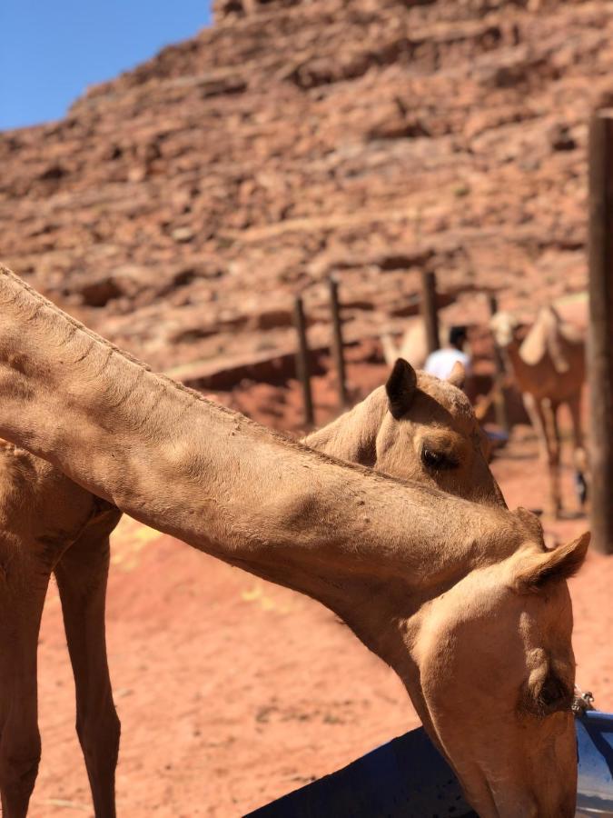 Rum Desert Princess Camp Wadi Rum Exteriér fotografie