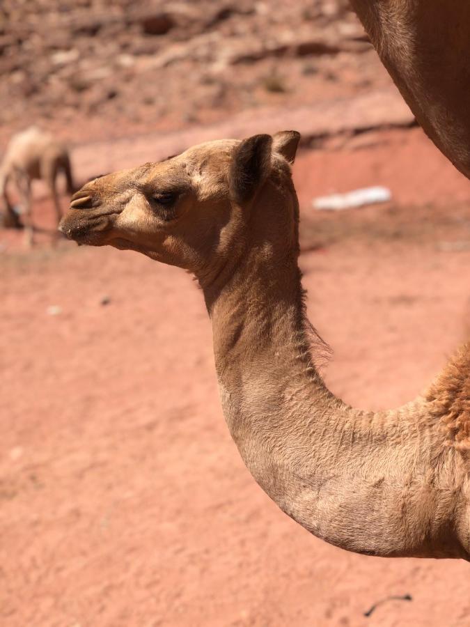 Rum Desert Princess Camp Wadi Rum Exteriér fotografie